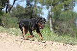 JAGDTERRIER ALLEMAND 035